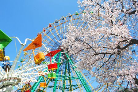 sakura105.jpg