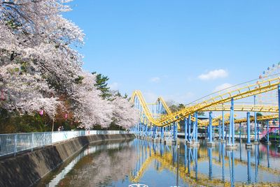 sakura106.jpg
