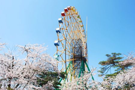 sakura108.jpg