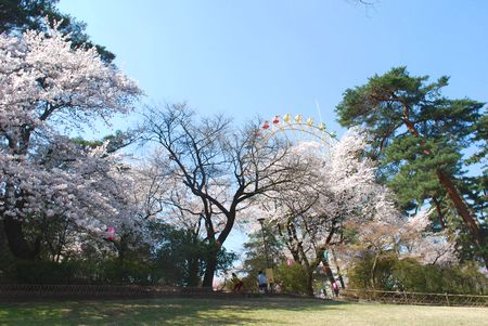 sakura109.jpg