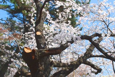 sakura110.jpg
