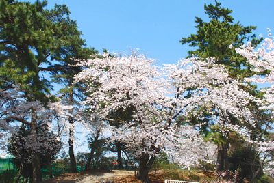 sakura112.jpg