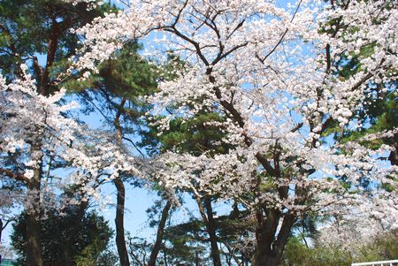 sakura113.jpg