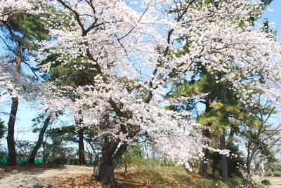 sakura114.jpg