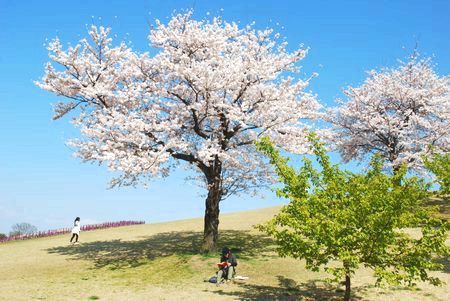 sakura116.jpg