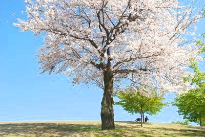 sakura117.jpg