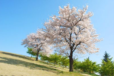 sakura119.jpg