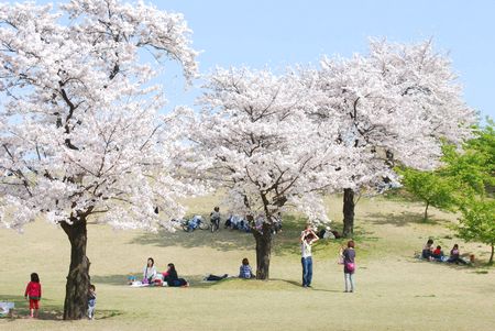 sakura120.jpg