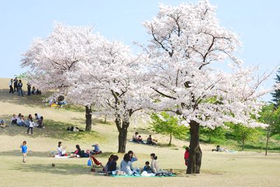 sakura121.jpg