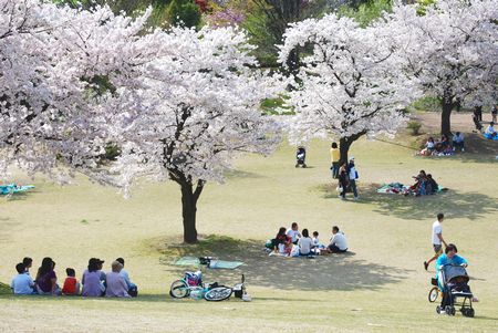 sakura122.jpg