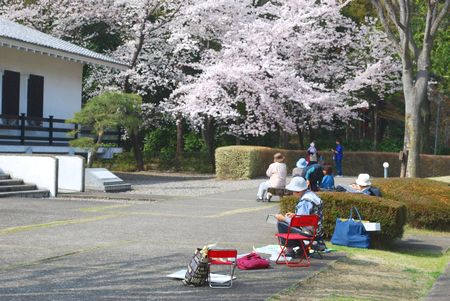 sakura123.jpg