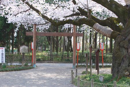 sakura125.jpg