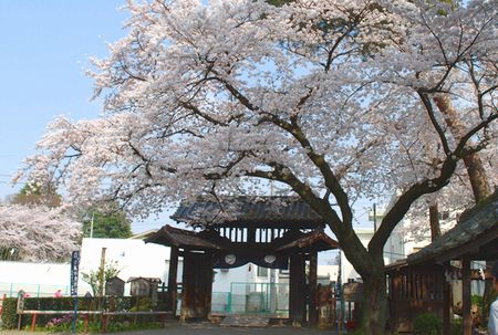 sakura126.jpg