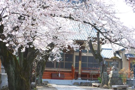 sakura127.jpg