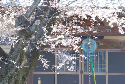 sakura128.jpg