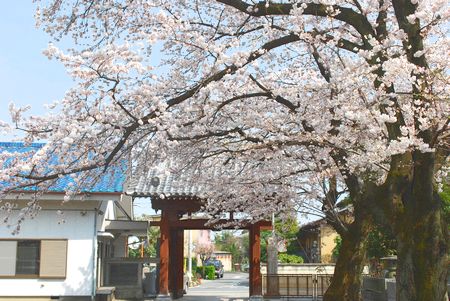 sakura129.jpg