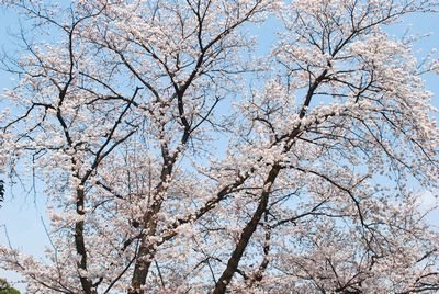 sakura130.jpg