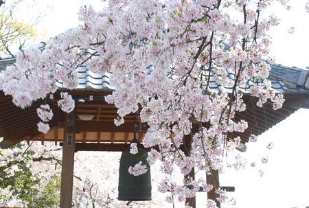 sakura131.jpg