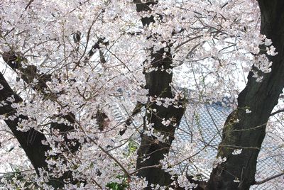 sakura132.jpg