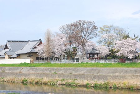 sakura133.jpg