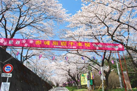 sakura134.jpg