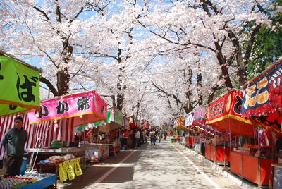 sakura135.jpg