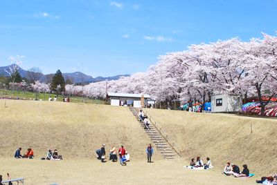 sakura137.jpg
