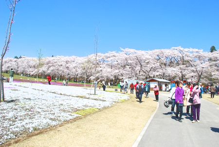sakura138.jpg