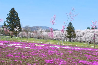 sakura139.jpg