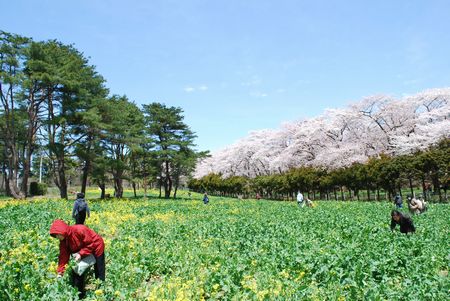 sakura141.jpg