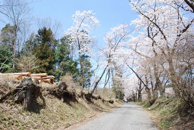sakura142.jpg