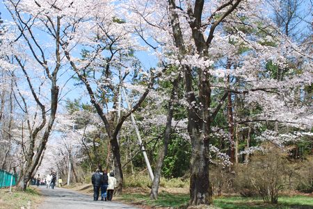 sakura143.jpg