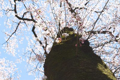 sakura144.jpg