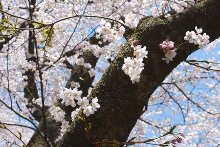 sakura145.jpg
