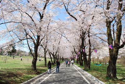 sakura146.jpg