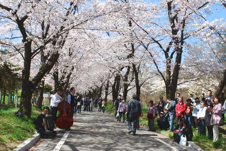 sakura147.jpg