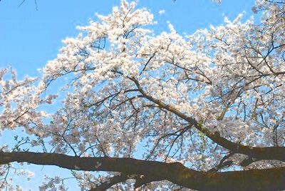 sakura160.jpg