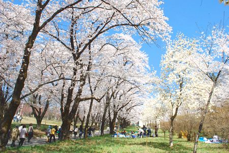 sakura167.jpg