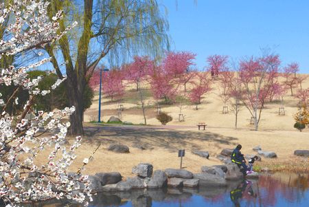 sakura177.jpg