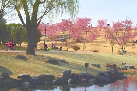 sakura180.jpg