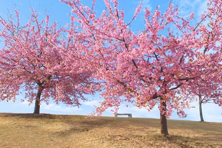 sakura181.jpg