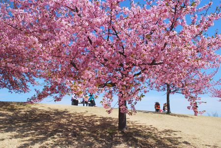 sakura182.jpg