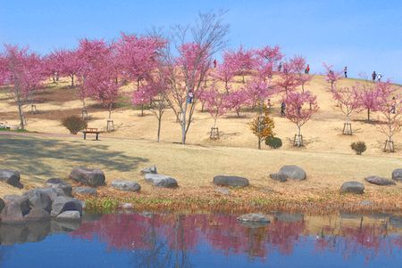 sakura183.jpg