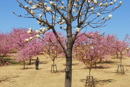 sakura189.jpg