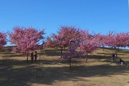 sakura190.jpg
