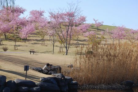 sakura192.jpg