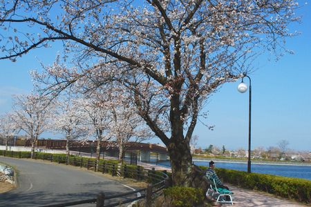 sakura193.jpg