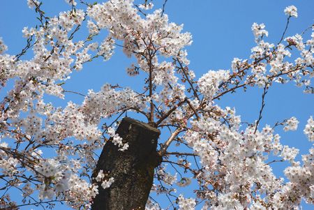 sakura194.jpg