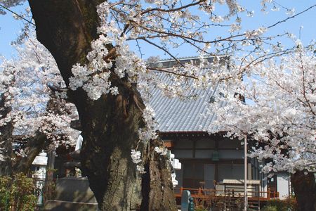 sakura195.jpg