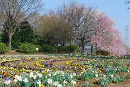 sakura197.jpg